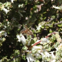 Apis mellifera (European honey bee) at Carwoola, NSW - 30 Oct 2021 by Liam.m