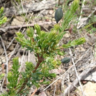 Gompholobium huegelii (pale wedge–pea) at Mount Fairy, NSW - 1 Nov 2021 by JanetRussell