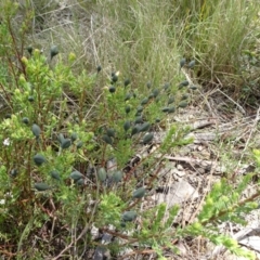 Gompholobium huegelii at Mount Fairy, NSW - 1 Nov 2021