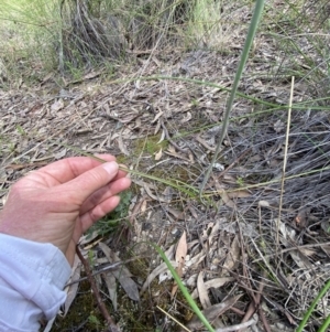 Thelymitra juncifolia at Stromlo, ACT - suppressed