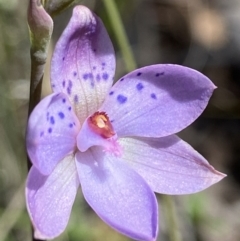 Thelymitra juncifolia (Dotted Sun Orchid) at Stromlo, ACT - 1 Nov 2021 by AJB