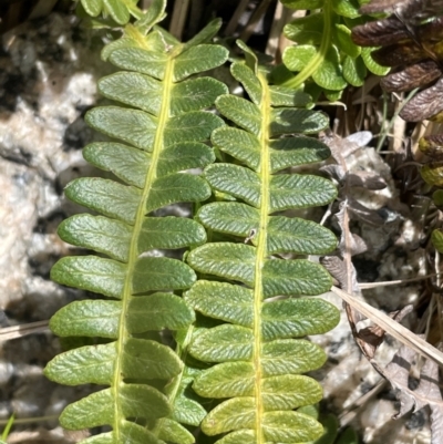 Blechnum penna-marina (Alpine Water Fern) at Paddys River, ACT - 1 Nov 2021 by JaneR