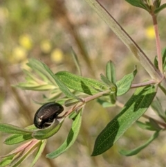 Chrysolina quadrigemina (Greater St Johns Wort beetle) at Watson, ACT - 31 Oct 2021 by abread111