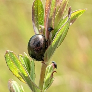 Chrysolina quadrigemina at Watson, ACT - 1 Nov 2021 10:33 AM