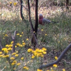 Eolophus roseicapilla (Galah) at Killawarra, VIC - 30 Oct 2021 by Darcy