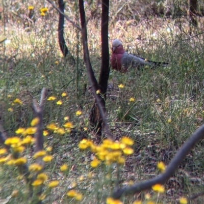 Eolophus roseicapilla (Galah) at Killawarra, VIC - 30 Oct 2021 by Darcy