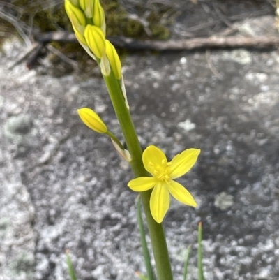 Bulbine glauca (Rock Lily) at Tennent, ACT - 1 Nov 2021 by JaneR