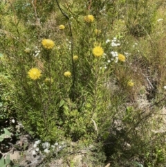 Isopogon anemonifolius (Common Drumsticks) at Hill Top, NSW - 31 Oct 2021 by JanetMW