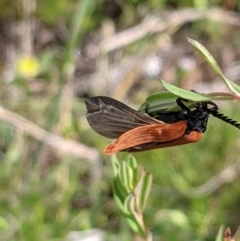 Porrostoma rhipidium (Long-nosed Lycid (Net-winged) beetle) at Mount Majura - 31 Oct 2021 by abread111