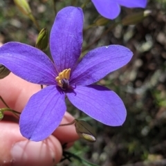 Cheiranthera linearis (Finger Flower) at Killawarra, VIC - 30 Oct 2021 by Darcy