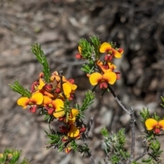 Dillwynia sericea (Egg And Bacon Peas) at Killawarra, VIC - 30 Oct 2021 by Darcy