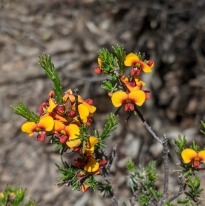 Dillwynia sericea (Egg And Bacon Peas) at Killawarra, VIC - 30 Oct 2021 by Darcy