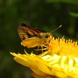 Ocybadistes walkeri at Kambah, ACT - 31 Oct 2021 01:04 PM