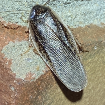 Molytria sp. (genus) (A cockroach) at Jerrabomberra, NSW - 1 Nov 2021 by SteveBorkowskis