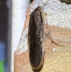 Molytria sp. (genus) at Jerrabomberra, NSW - 1 Nov 2021