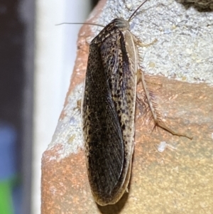 Molytria sp. (genus) at Jerrabomberra, NSW - 1 Nov 2021