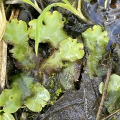 Marchantia sp. (genus) (A Liverwort) at Namadgi National Park - 1 Nov 2021 by JaneR