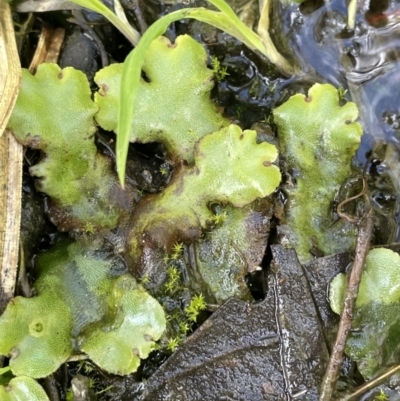 Marchantia sp. (genus) (A Liverwort) at Tennent, ACT - 1 Nov 2021 by JaneR