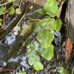 Marchantia sp. (genus) at Tennent, ACT - 1 Nov 2021