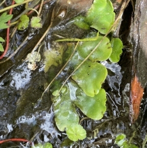 Marchantia sp. (genus) at Tennent, ACT - 1 Nov 2021