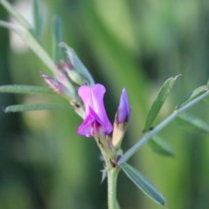 Vicia sativa at Red Hill, ACT - 1 Nov 2021