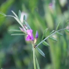 Vicia sativa at Red Hill, ACT - 1 Nov 2021