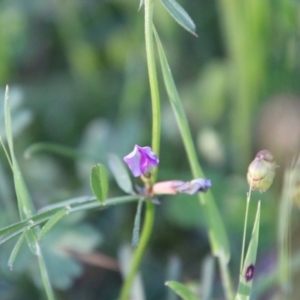 Vicia sativa at Red Hill, ACT - 1 Nov 2021