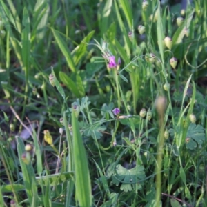 Vicia sativa at Red Hill, ACT - 1 Nov 2021