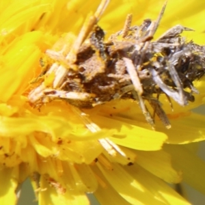 Heliocosma argyroleuca at Hughes, ACT - 1 Nov 2021 03:04 PM