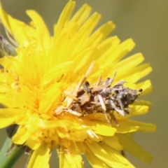 Heliocosma argyroleuca at Hughes, ACT - 1 Nov 2021 03:04 PM