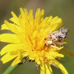 Heliocosma argyroleuca at Hughes, ACT - 1 Nov 2021 03:04 PM