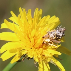 Heliocosma argyroleuca at Hughes, ACT - 1 Nov 2021 03:04 PM