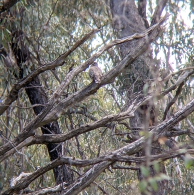 Phaps chalcoptera (Common Bronzewing) at Killawarra, VIC - 30 Oct 2021 by Darcy