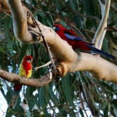 Unidentified Parrot at Hughes, ACT - 1 Nov 2021 by LisaH