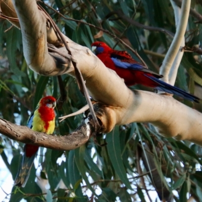 Unidentified Parrot at Hughes, ACT - 1 Nov 2021 by LisaH