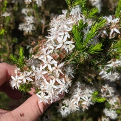 Calytrix tetragona (Common Fringe-myrtle) at Mount Bruno, VIC - 30 Oct 2021 by Darcy