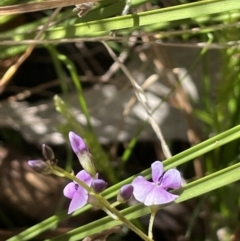 Glycine clandestina (Twining Glycine) at Cotter River, ACT - 1 Nov 2021 by JaneR