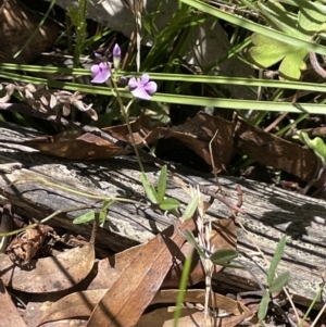 Glycine clandestina at Cotter River, ACT - 1 Nov 2021