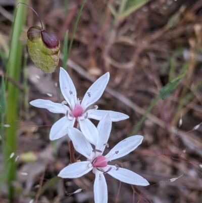 Burchardia umbellata (Milkmaids) at Mount Bruno, VIC - 30 Oct 2021 by Darcy