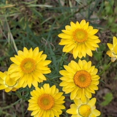 Xerochrysum viscosum (Sticky Everlasting) at Mount Bruno, VIC - 30 Oct 2021 by Darcy