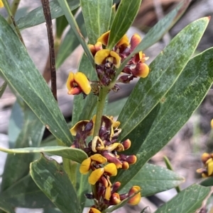 Daviesia mimosoides at Tennent, ACT - 1 Nov 2021