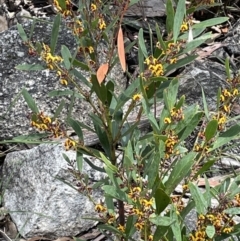 Daviesia mimosoides at Tennent, ACT - 1 Nov 2021