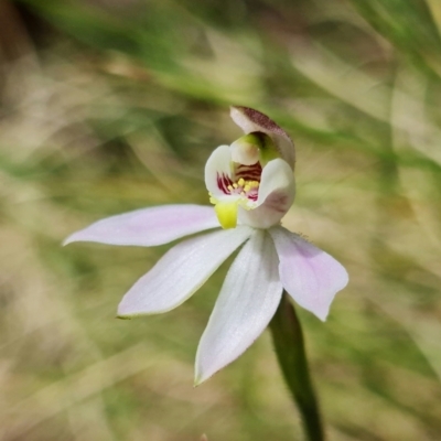 Caladenia carnea (Pink Fingers) at Paddys River, ACT - 31 Oct 2021 by RobG1