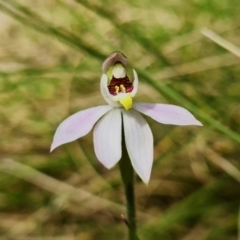 Caladenia carnea at Paddys River, ACT - 1 Nov 2021