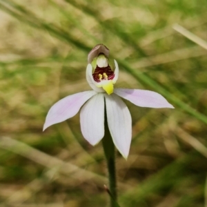 Caladenia carnea at Paddys River, ACT - 1 Nov 2021