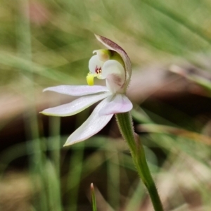 Caladenia carnea at Paddys River, ACT - 1 Nov 2021