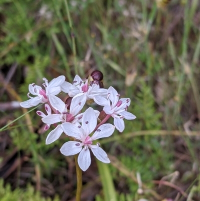 Burchardia umbellata (Milkmaids) at Mount Bruno, VIC - 30 Oct 2021 by Darcy