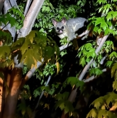 Trichosurus vulpecula (Common Brushtail Possum) at Murrumbateman, NSW - 1 Nov 2021 by SimoneC