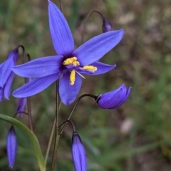 Stypandra glauca (Nodding Blue Lily) at Mount Bruno, VIC - 30 Oct 2021 by Darcy