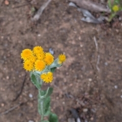 Chrysocephalum apiculatum (Common Everlasting) at Mount Bruno, VIC - 30 Oct 2021 by Darcy